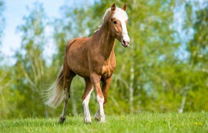 Тракененская порода лошадей.история и фото породы