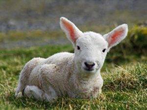 Чем и как правильно кормить овец в домашних условиях?