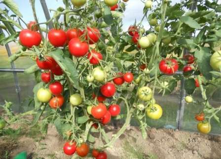 Лидер продаж — томат благовест f1: описание и особенности выращивания