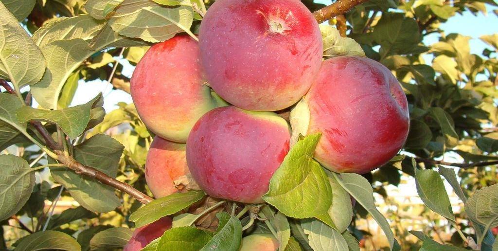 Яблоня солнышко — описание сорта, фото, отзывы