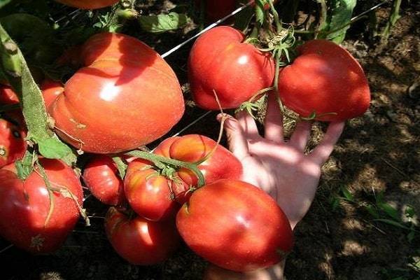 Описание сорта томата Чудо Алтая, особенности выращивания и ухода