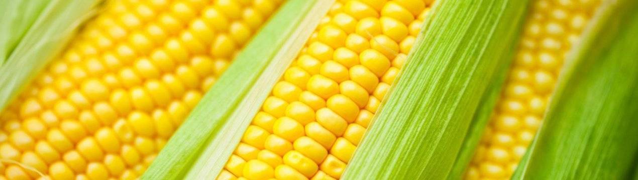 Сорта кукурузы самые популярные и самые вкусные