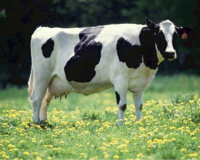 Какие породы коров являются комолыми?