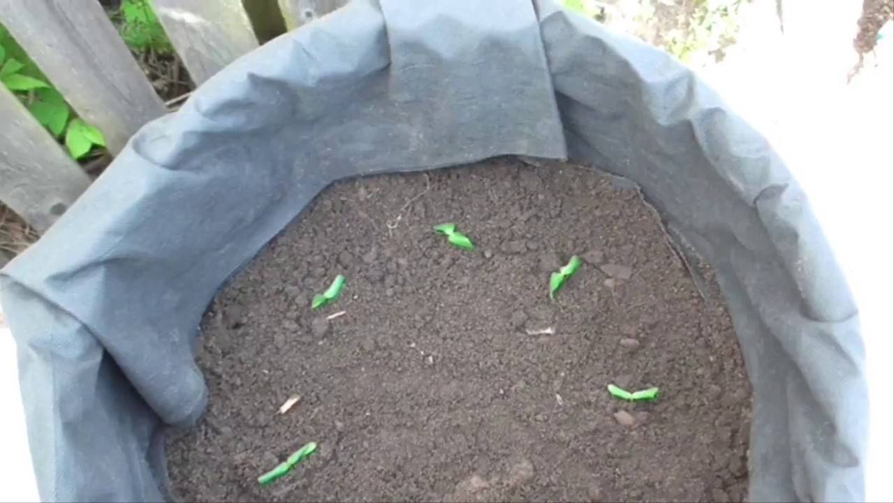 Как вырастить томатное дерево в бочке