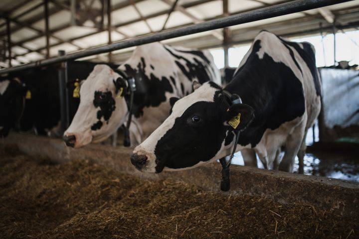 Нормы кормления и примерный рацион дойных коров