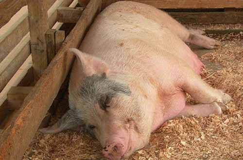 Беременность у свиней. признаки, сроки вынашивания, рацион питания в этот период