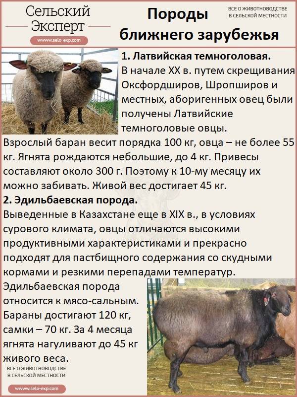 Лучшие породы овец: характеристика видов, особенности их содержания