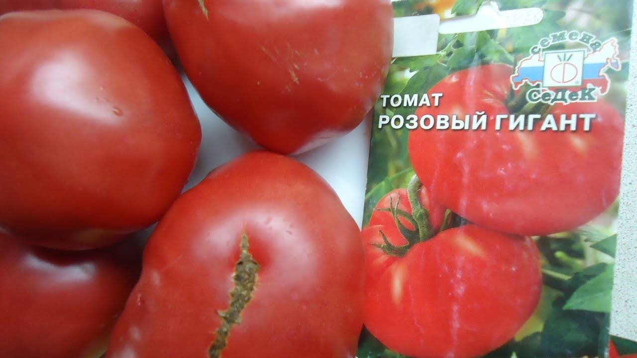 Томат «оранжевый гигант»: популярный среди любителей и профессионалов в выращивании помидор