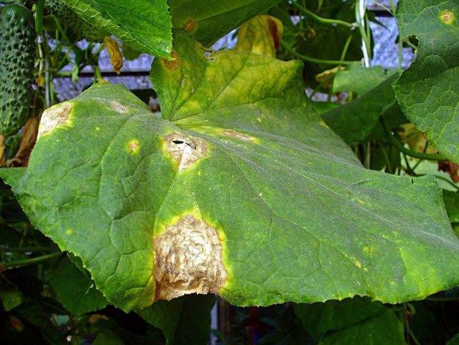 Почему листья огурцов закручиваются вовнутрь и что делать