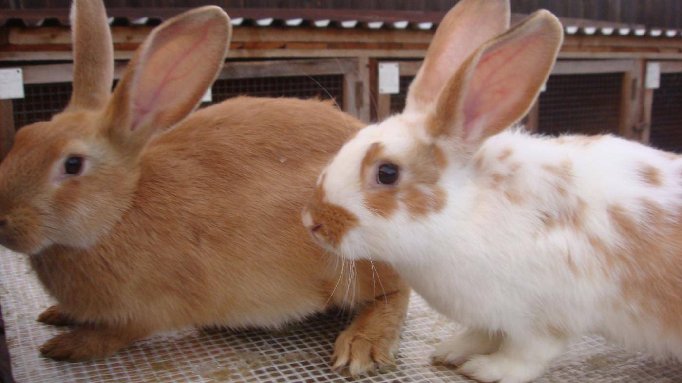 Лечим вздутие живота и газообразование у кроликов