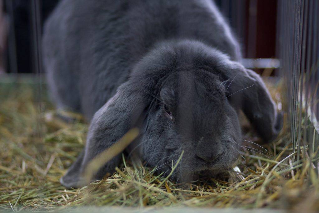 Особенности разведения, выращивания и кормления кроликов великанов. фото популярных пород