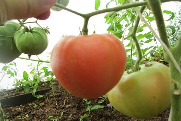 Лучшие сорта помидоров для открытого грунта Башкирии