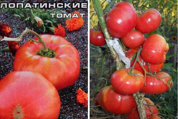 Сорт томата «чудо лентяя»: фото, отзывы, описание, характеристика, урожайность