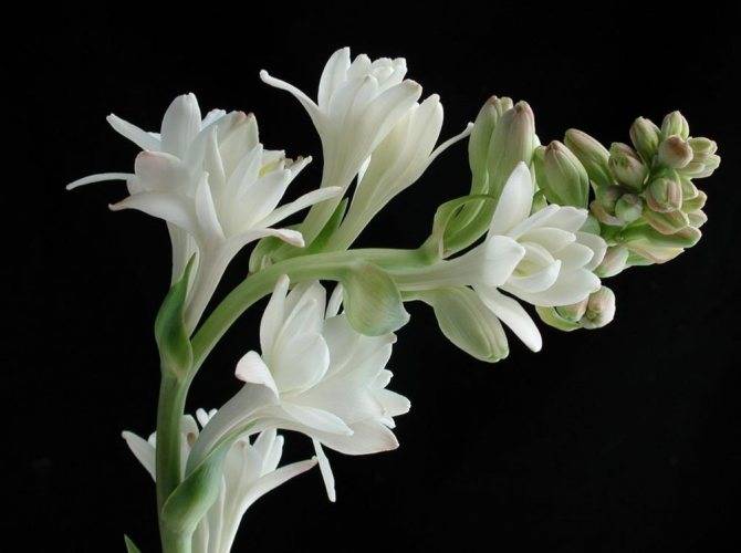 Как вырастить замечательный цветок пентас на клумбе
