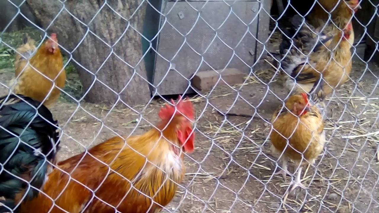 Проблема забивания зоба у курицы