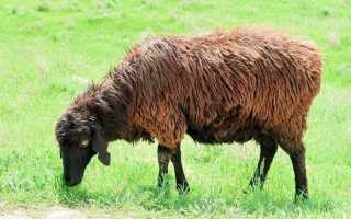 Мясошерстные овцы породы тексель