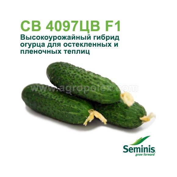 Гибрид огурцов «св 4097 цв f1»: фото, видео, описание, посадка, характеристика, урожайность, отзывы