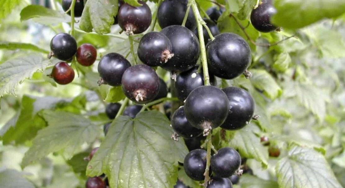 Среднепоздний сорт чёрной смородины лентяй – вкусные ягоды в августе