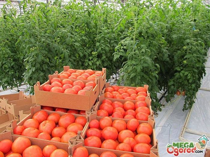 Помидоры в теплице - выращивание томатов для начинающих