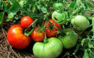 Описание сорта томата Изумрудный штамбовый, его характеристика и урожайность
