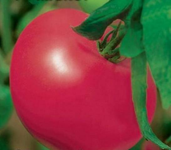 Характеристика сорта томата мажор и особенности агротехники