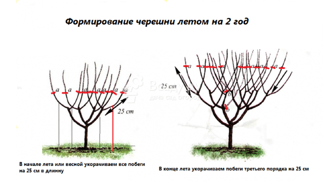 Обрезка черешни – обеспечение урожайности дерева