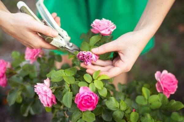 Почему не цветут розы: 9 самых частых причин