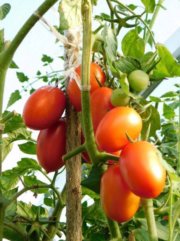 Рейтинг сортов и гибридов томатов черри, которые я выращивала
