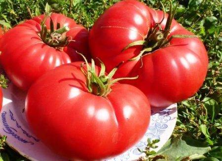 Сорт томата «татьяна»: описание, характеристика, посев на рассаду, подкормка, урожайность, фото, видео и самые распространенные болезни томатов