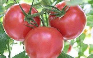 Бесподобный томат «андромеда» f1 : характеристики и описание сорта помидор, фото, особенности выращивания
