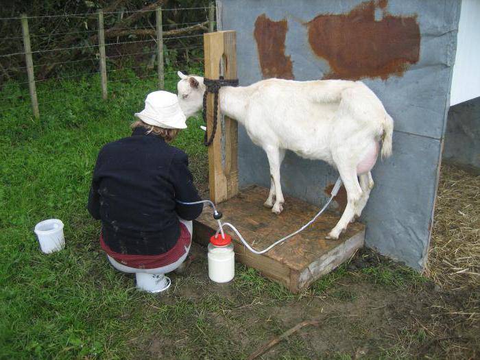 Описание популярных доильных аппаратов для коров