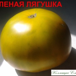 Лягушка царевна томат описание сорта фото