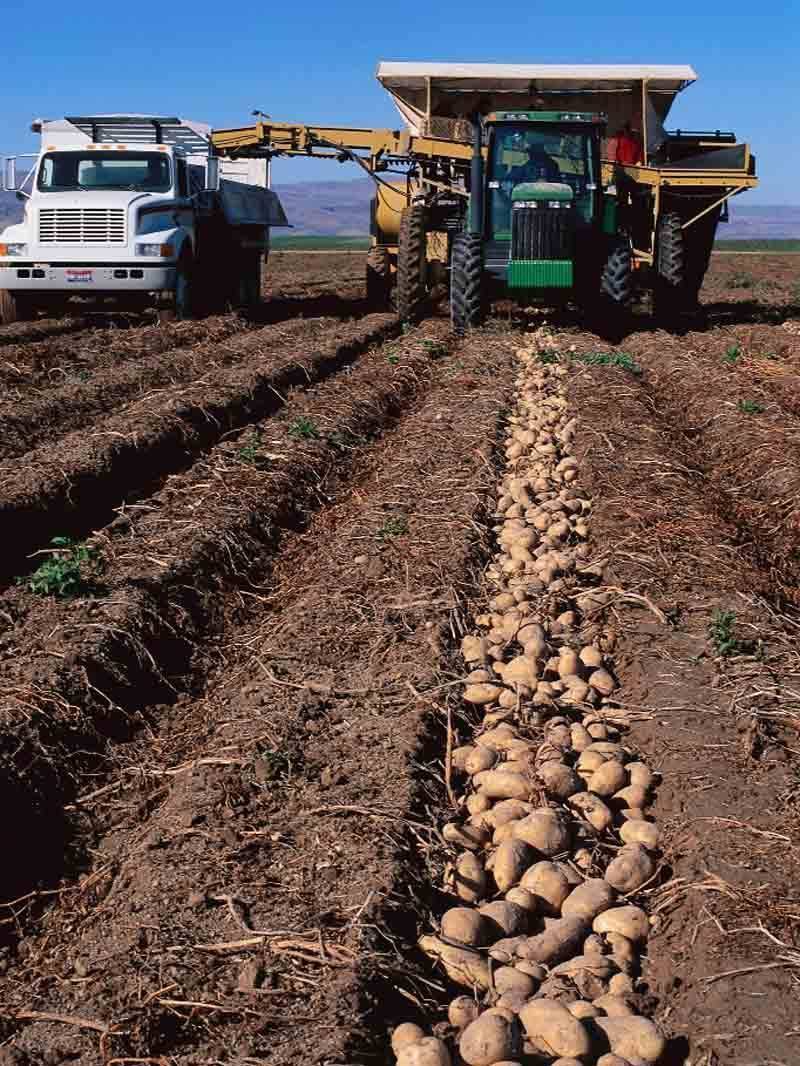 Как увеличить урожай картофеля в десять раз