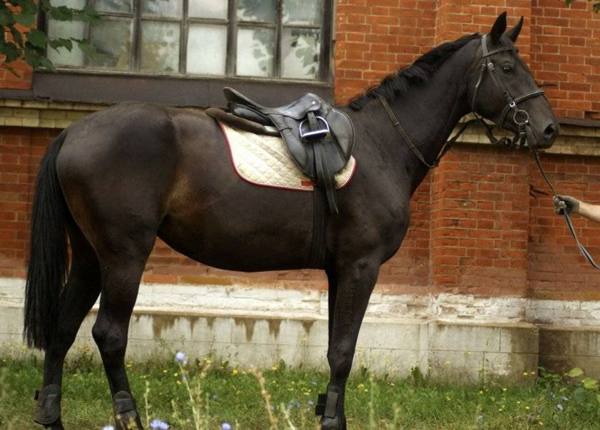 Русские породы лошадей
