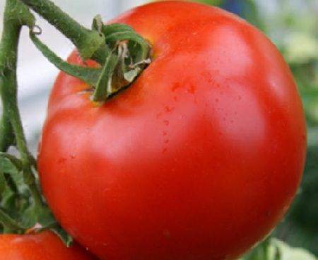 Характеристика и подробное описание томатов самара, советы по выращиванию