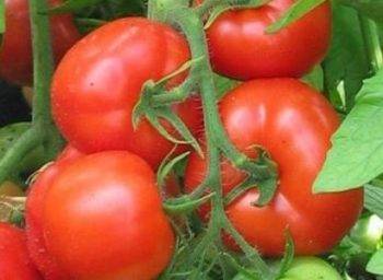 Сорт томата «картофельный малиновый» — описание с фото вкусного пышного красавца на любимых грядках
