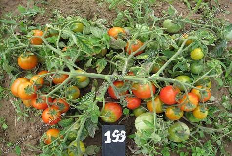 Описание и характеристики сорта томатов Северная малютка