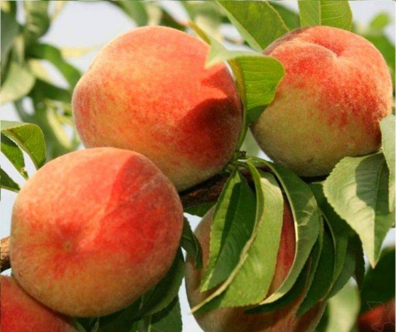 Что за фрукт нектарин — гибрид персика и чего-то еще, как его получить