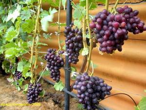 Виноград валек: описание сорта, фото и отзывы садоводов