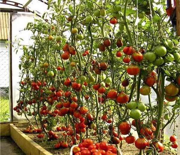 Правила выращивания томатов в ведре