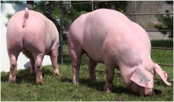 Свиньи породы ландрас — любимицы многих заводчиков