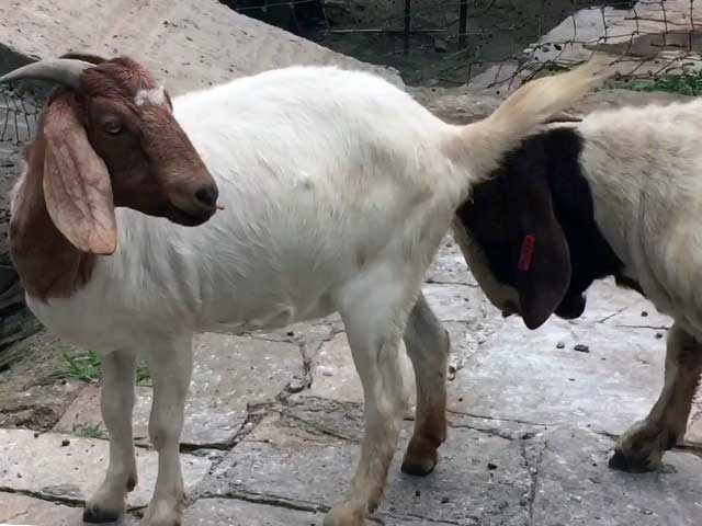 Окот или роды у козы