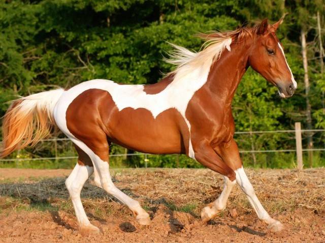 Скорость, развиваемая лошадью: средняя и максимальная