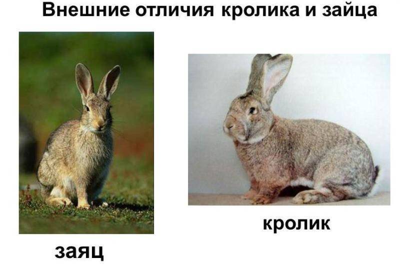 В чем отличие зайца от кролика