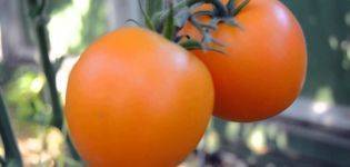 Сорт выведенный в италии — томат гиганта зента семи: описание помидоров и их характеристики