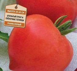 Описание сорта томата мадонна f1, особенности выращивания и ухода