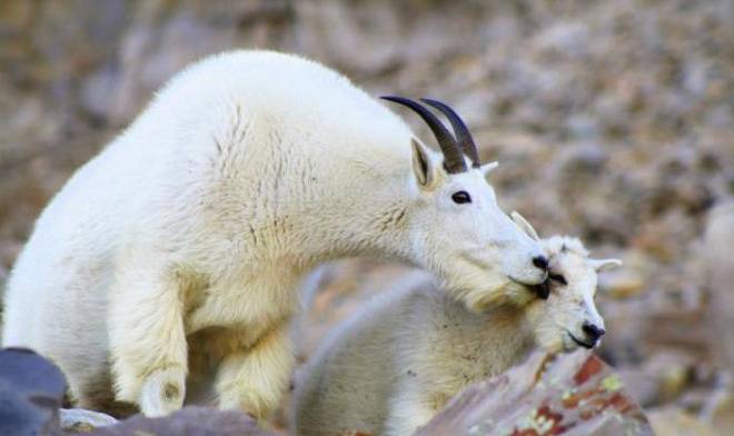 Признаки окота у козы и предродовой уход