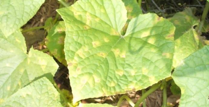Чем подкормить огурцы, чтобы не желтели листья: народные средства и микроэлементы