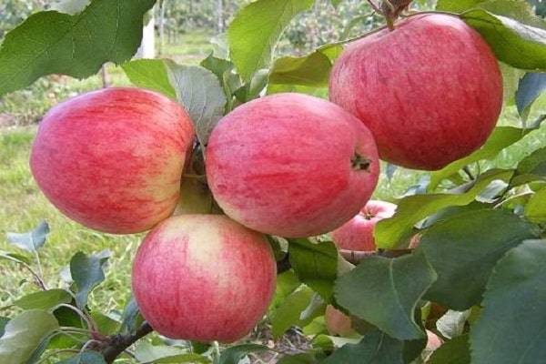 Для каких регионов выведен сорт яблонь Аленушкино, описание и характеристики