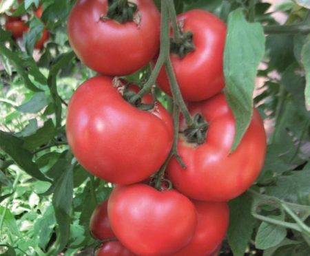 Гибрид нового поколения — томат афен f1